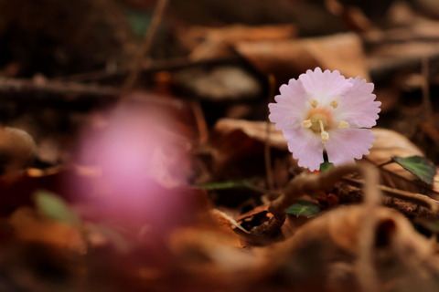 寒の戻りだけど、花散歩（栃木県北部山麓の里山にて！）