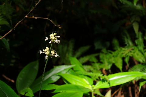 片岡の森_20.08.20_051