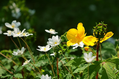 山笑う山麓の里山散歩！