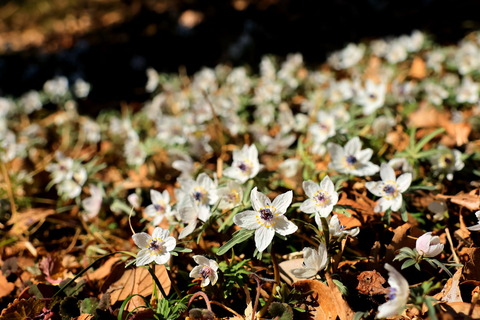 小さな花壇で節分草と戯れた！（栃木県大田原市のふれあいの丘公園です）