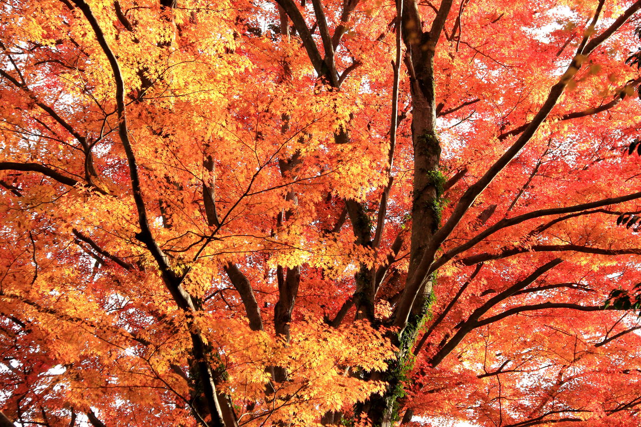 大特価！古木、山もみじ 楽天市場】もみじ 高級盆栽 山もみじ 現品お届け 一点もの 希少