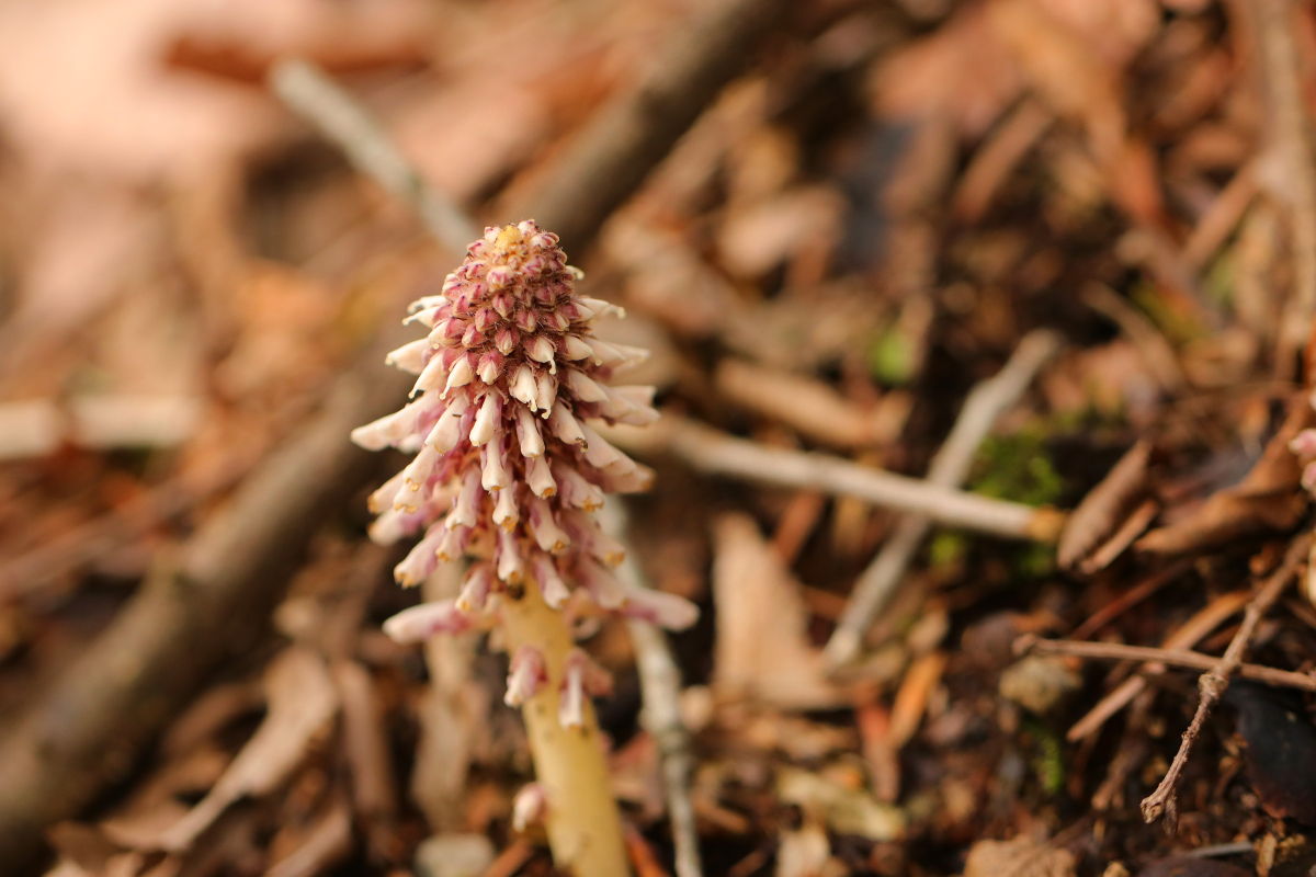 里山散歩 みちくさんぽ 人生道草散歩