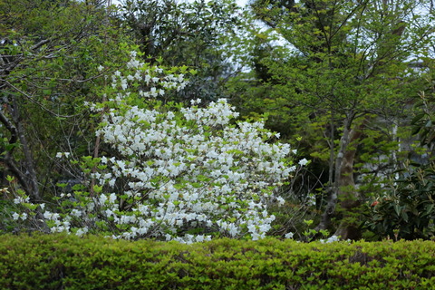 あさんぽ（R07.04月28日）🌥️
