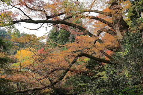 八溝山20151107_048