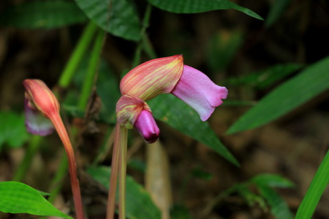 里山の森_2021.08.20_206