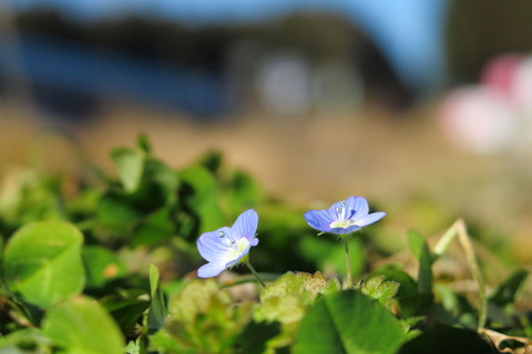 里山の森20160103_057