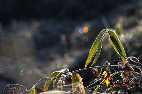 里山散歩_632_2023.01.13