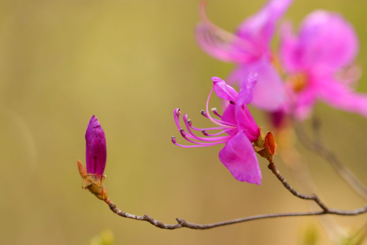 里山散歩 みちくさんぽ 人生道草散歩