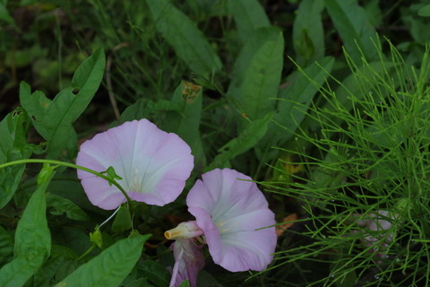 里山の森_2021.07.14_179