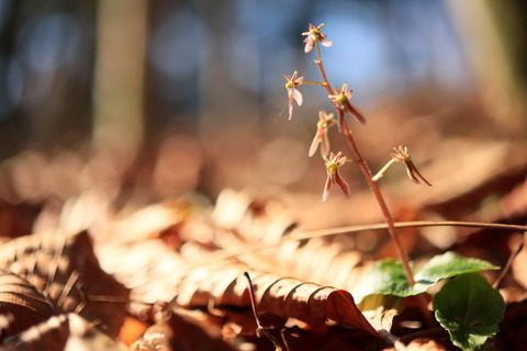 ヒメフタバランを愛でる！