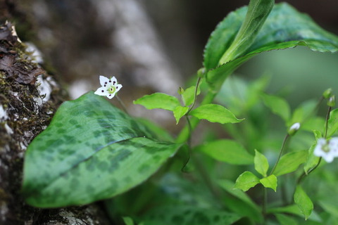 20140514_高原山392