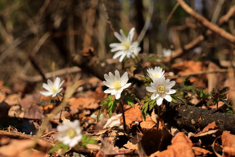 栃木県北部山麓の里山で早春の花探しです😊！