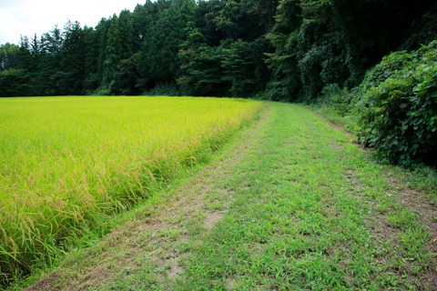 里山の森_20.09.05_524