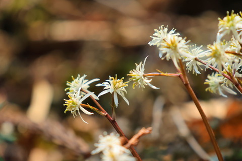コセリバオウレン森は花粉日和でした😅