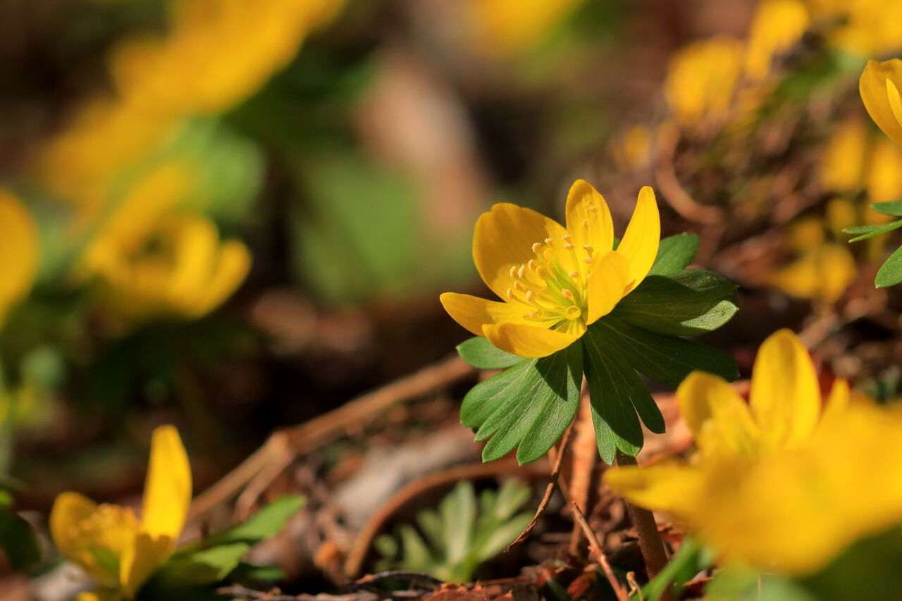 黄花節分草とコセリバオウレンと遊ぶ 星野町でお散歩 みちくさんぽ 人生道草散歩