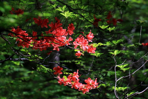 裏八溝_19.05.13_403