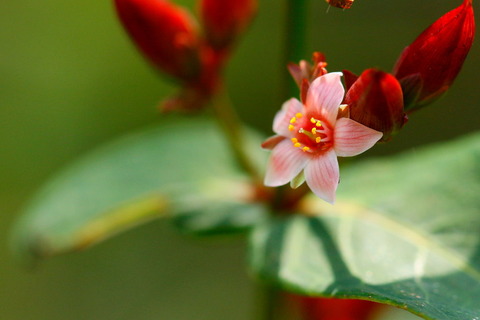 小さな花園、大らかな気持ちで歩む森！（大沼・ヨシ沼園地）