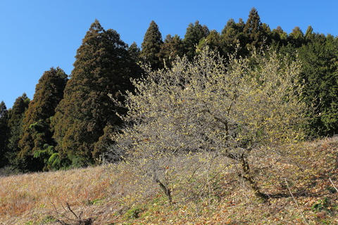 里山の森20160103_076