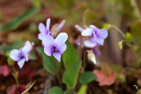 里山の森_20.04.12_223