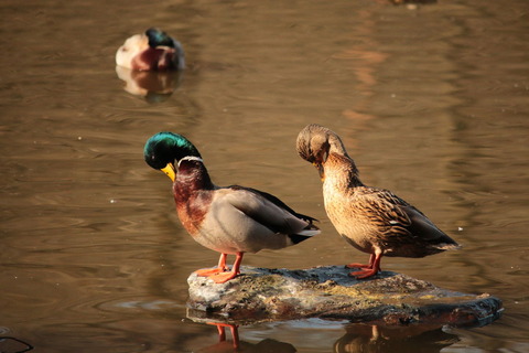 井頭公園20170130_016