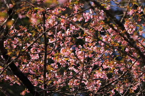 ふれあいの丘で花散歩（喜連川丘陵にて）