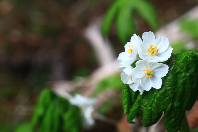 那須 日本百名山 ときめきの花たちと 自分のこころもときめいた みちくさんぽ 人生道草散歩 那須 日本百名山 ときめきの花たちと 自分のこころもときめいた みちくさんぽ 人生道草散歩
