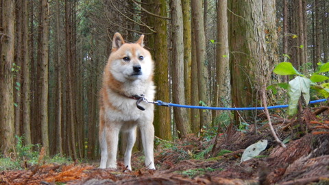 秋色始まる、里山の森！