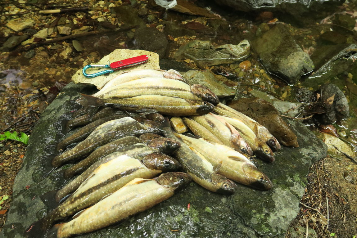 st沢で渓流釣り 岩魚の宝庫にて入れ掛かり みちくさんぽ 人生道草散歩 st沢で渓流釣り 岩魚の宝庫にて入れ掛かり みちくさんぽ 人生道草散歩