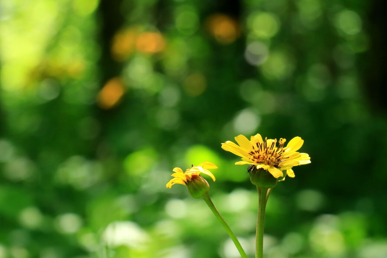 山麓の森は、夏のお花へと変遷中～ぅ！ : みちくさんぽ♬（人生