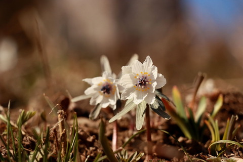 早春のお花たちⅠ（栃木県栃木市星野町：四季の森星野）