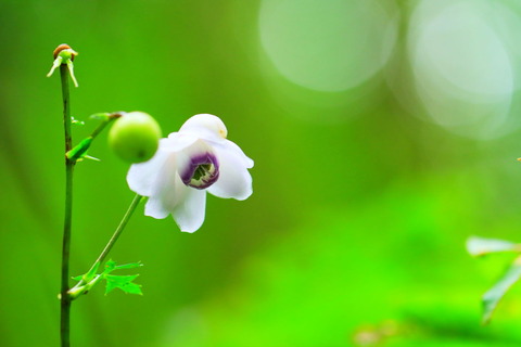 男鹿山麓で夏の花散歩（レンゲショウマ咲きました！）