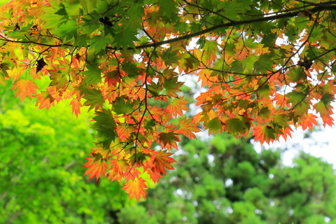 中三依水生植物園_2021.08.18_335