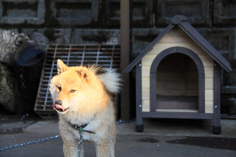 我が家にて20110425_005