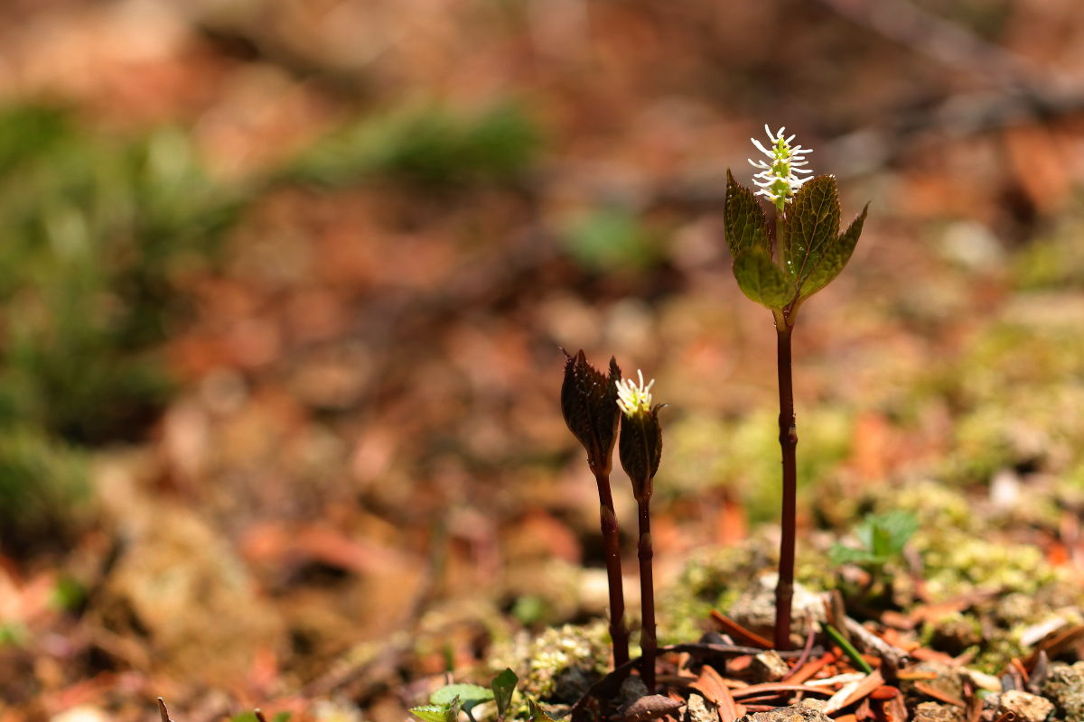 里山散歩 みちくさんぽ 人生道草散歩
