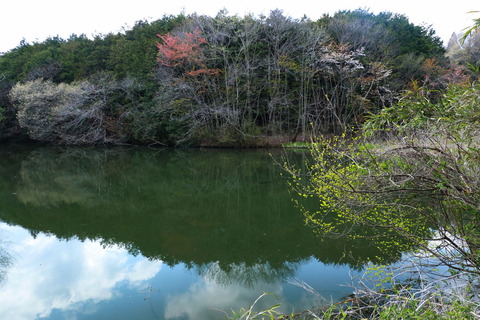 里山の森_20.04.12_053