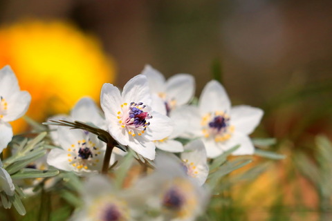 ふれあいの丘公園の節分草、咲きました🌼😉