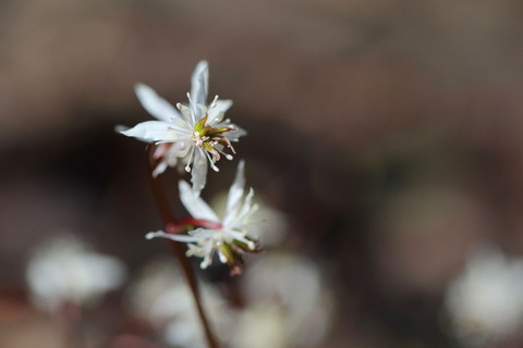 角田山20150402_125