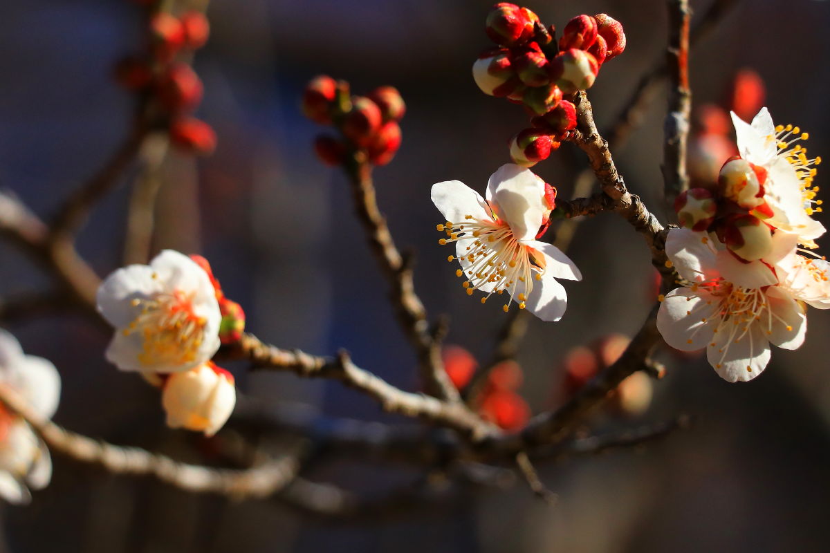 聖道   作       「自然の園」 しぜんの国保育園 - 東香会