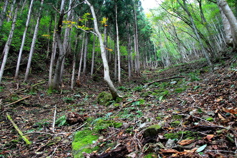 20131019_塩沢山・片岡森1027