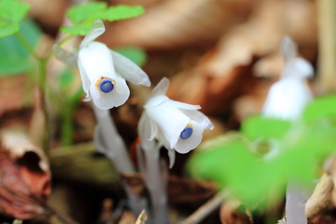 八溝山でギンリョウソウに出逢う！