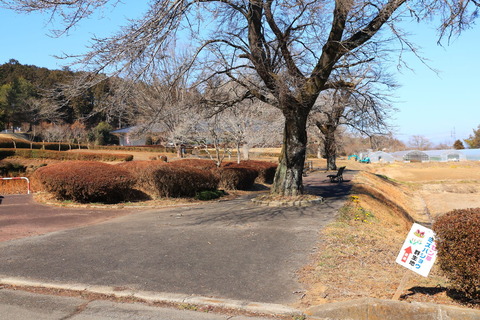 🌼ふれあいの森公園でザゼンソウ！（ちょっと出遅れました😅）