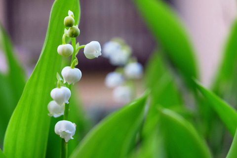 里山の森2016_0501_044