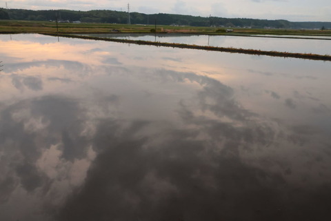 あさんぽ！（R07.05.02）：まるでウニウ湖だ('ω'*)アハ♪