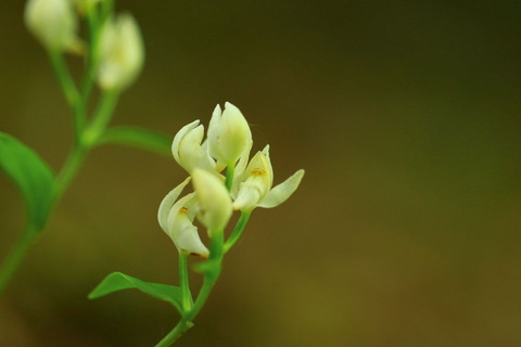 🌼ユウシュンラン