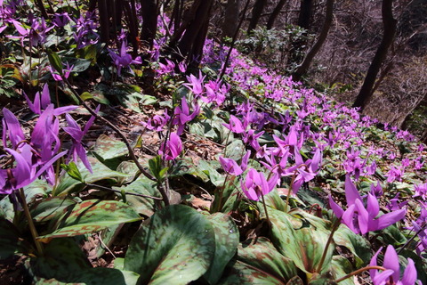 角田山20150402_162