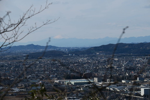 早春の花たち等_20.02.02_505