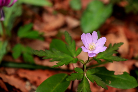 越後のお山で花三昧（弥彦山）