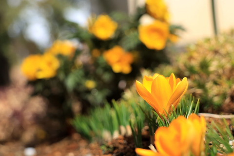 スプリングイエローのクロッカスが咲きました！