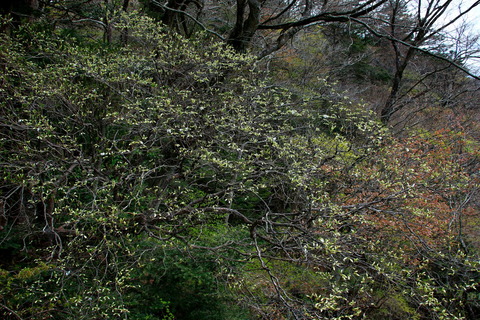 高原山山塊_20.04.22_216