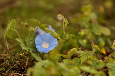 里山の森_20.09.26_021